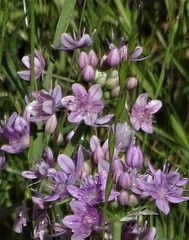 Allium hyalinum