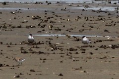 Sterna hirundo hirundo