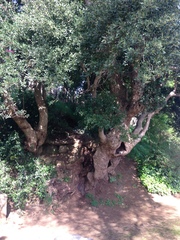 Laurelia sempervirens