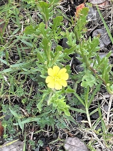 Oenothera laciniata, 2024-06-04
