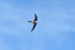 Aeronautes andecolus