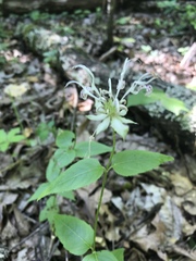 Monarda russeliana