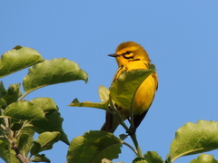 Prairie Warbler photo 5