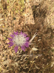 Centaurea crocodylium
