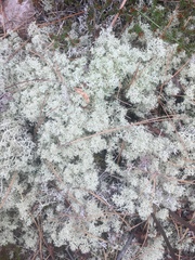 Cladonia arbuscula mitis