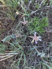 Astragalus shortianus