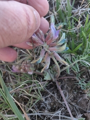 Astragalus shortianus