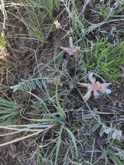 Astragalus shortianus