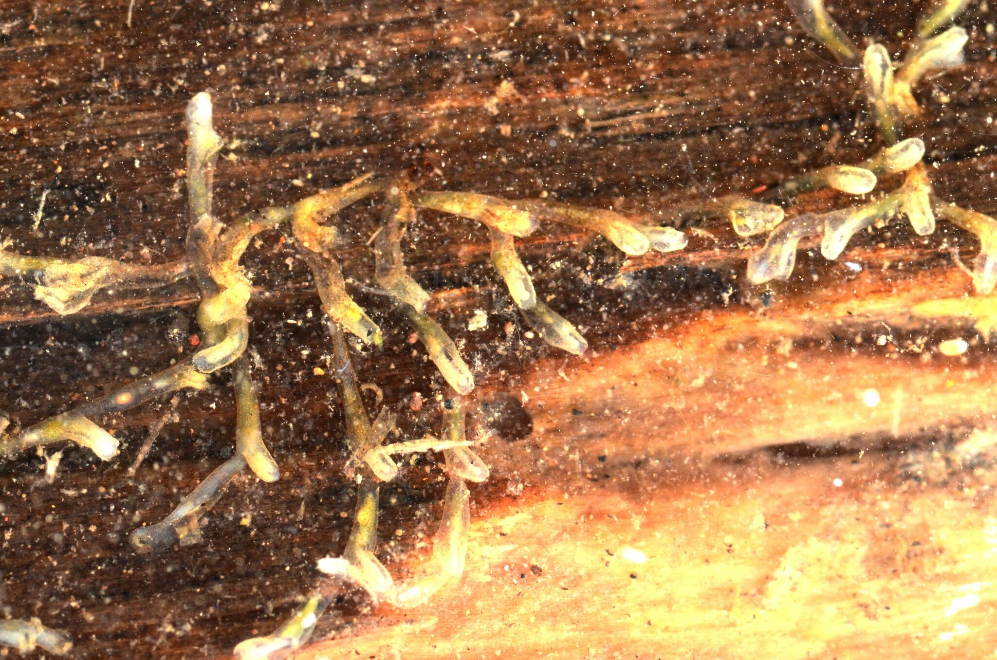 Plumatella rugosa Wood, Wood, Geimer & Massard, 1998