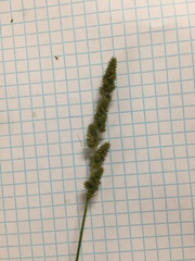 Carex vulpinoidea vulpinoidea