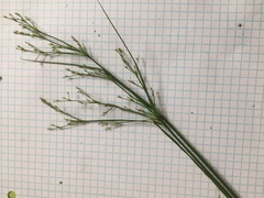 Juncus diffusissimus