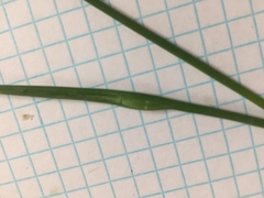 Juncus diffusissimus