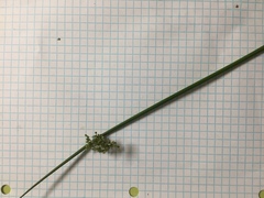 Juncus effusus solutus