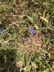 Sisyrinchium pruinosum