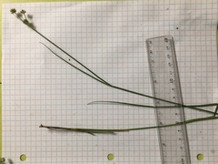 Juncus acuminatus