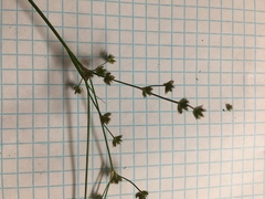 Juncus acuminatus