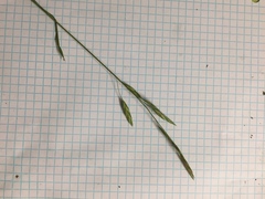 Bromus catharticus catharticus