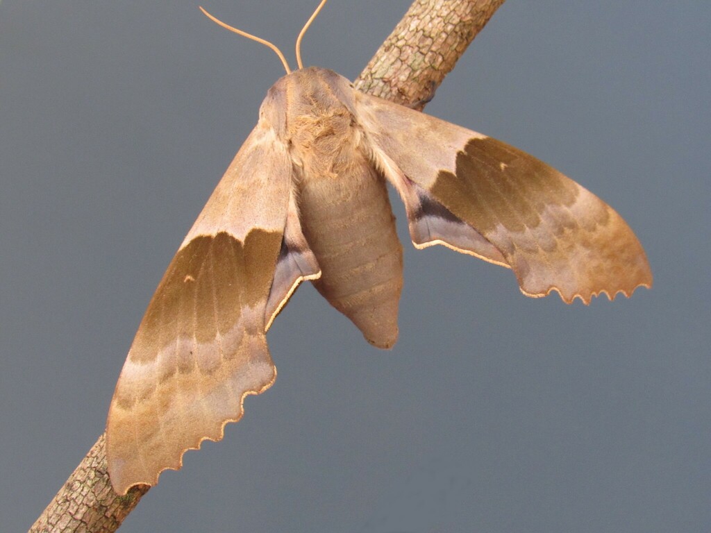 Modest Sphinx from Bellbrook, Greene County, OH, USA on June 4, 2024 at ...
