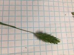 Phalaris caroliniana