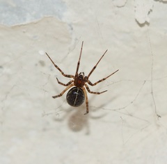 Steatoda castanea