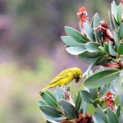 Crithagra sulphurata