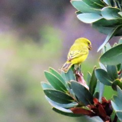 Crithagra sulphurata