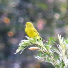 Crithagra sulphurata