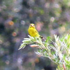 Crithagra sulphurata