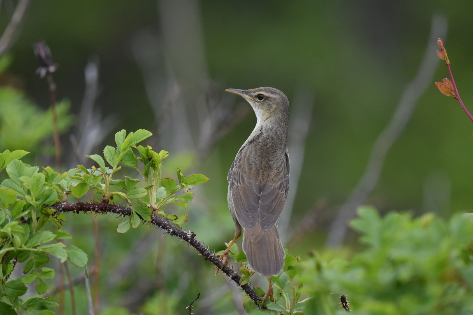 Styan's Grasshopper Warbler