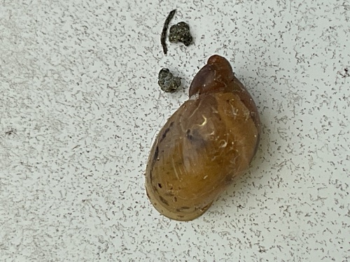 Succinea retusa, 2024-06-04