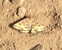 Pyrausta subsequalis