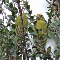 Crithagra sulphurata