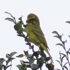 Crithagra sulphurata