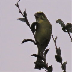 Crithagra sulphurata