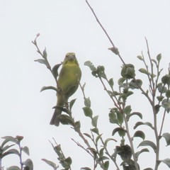 Crithagra sulphurata