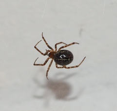 Steatoda castanea