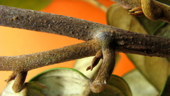 Bonamia agrostopolis