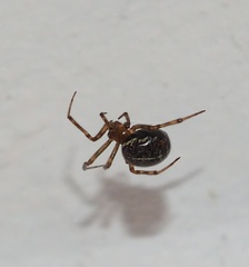 Steatoda castanea