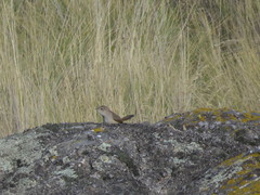 Phacellodomus striaticeps