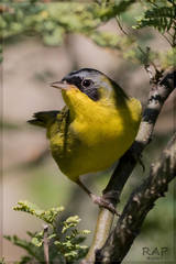 Southern Yellowthroat photo 2