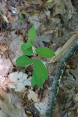 Uvularia sessilifolia