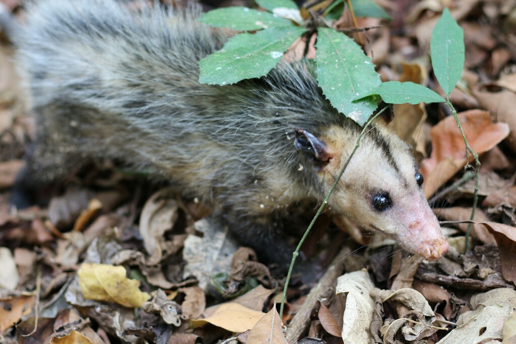 Southern Opossum from Reserva Ecológica Manglar Churute, Km 45 a 50 ...