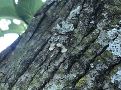 Polybiomyia bellardii