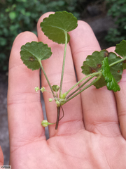 Centella eriantha