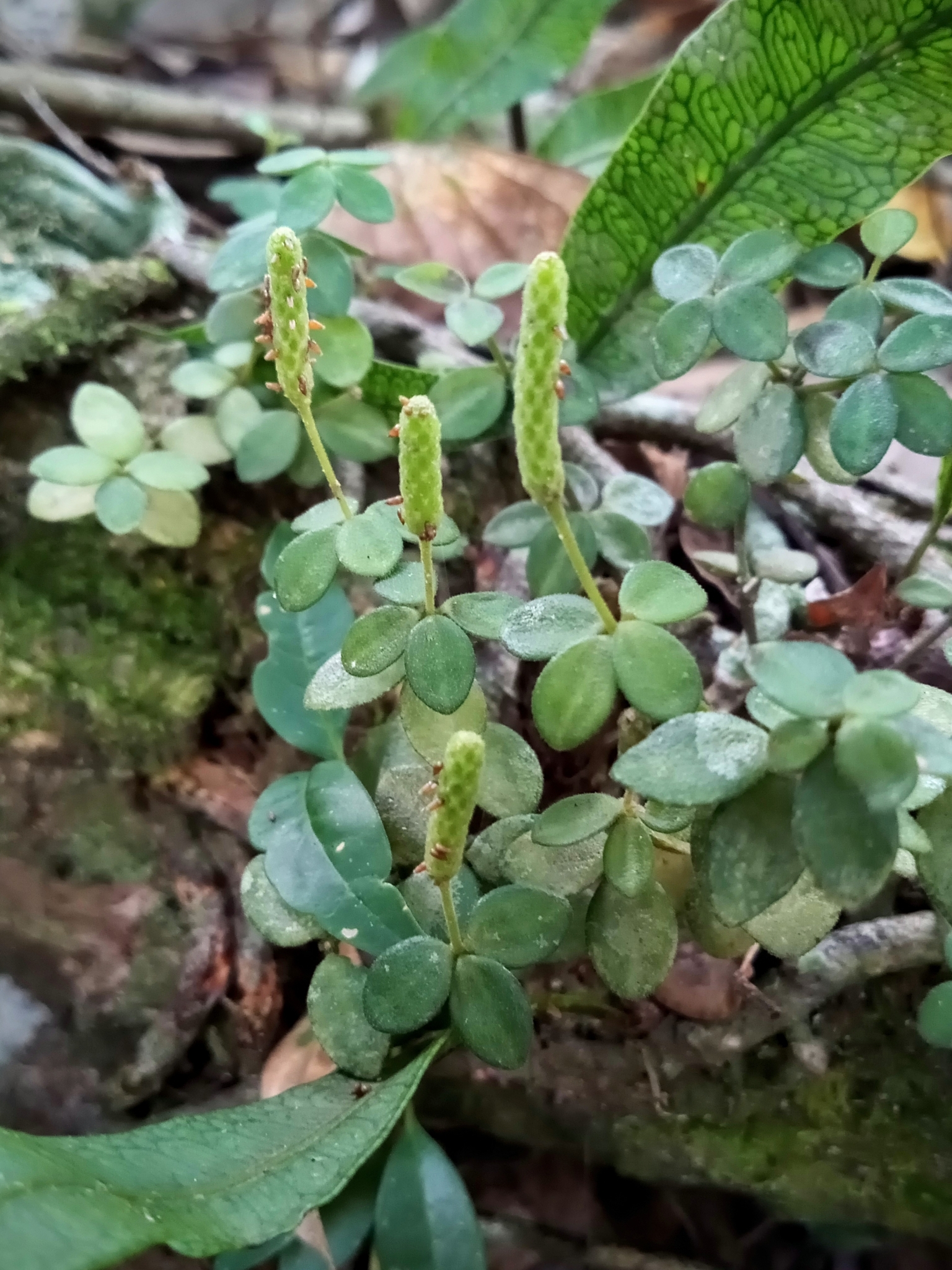 Peperomia tetraphylla