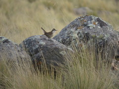 Cinclodes comechingonus