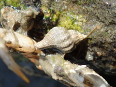 Urosalpinx cinerea image