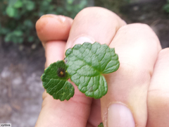 Centella eriantha