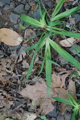 Carex platyphylla