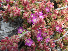 Drosanthemum stokoei